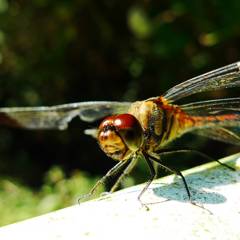 Dragonfly in late summer
