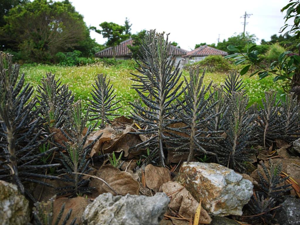 ? growing on coral stone wall