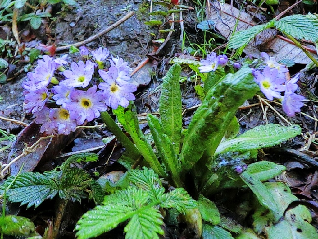 Small flowers