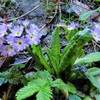 Small flowers