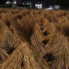 Rice straws after harvest 
