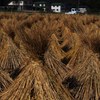 Rice straws after harvest 