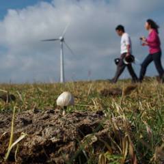 Mushroom grown on cattle excrement