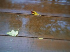 Leaves on wood deck in rain 