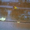 Leaves on wood deck in rain 