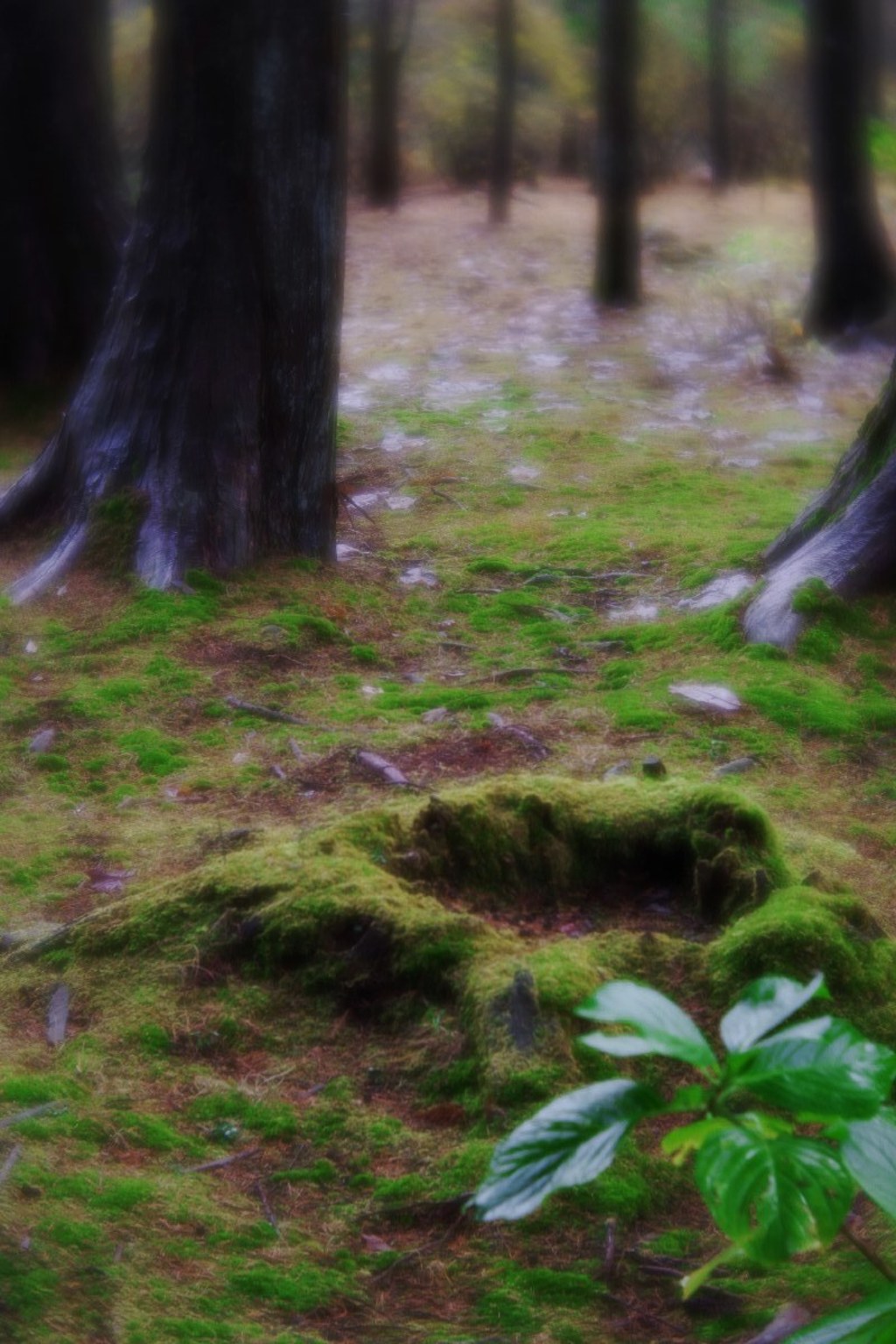 Garden in Furumine-shrine