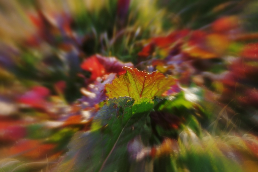 Colored leaves of low temperature