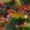 Colored leaves of low temperature