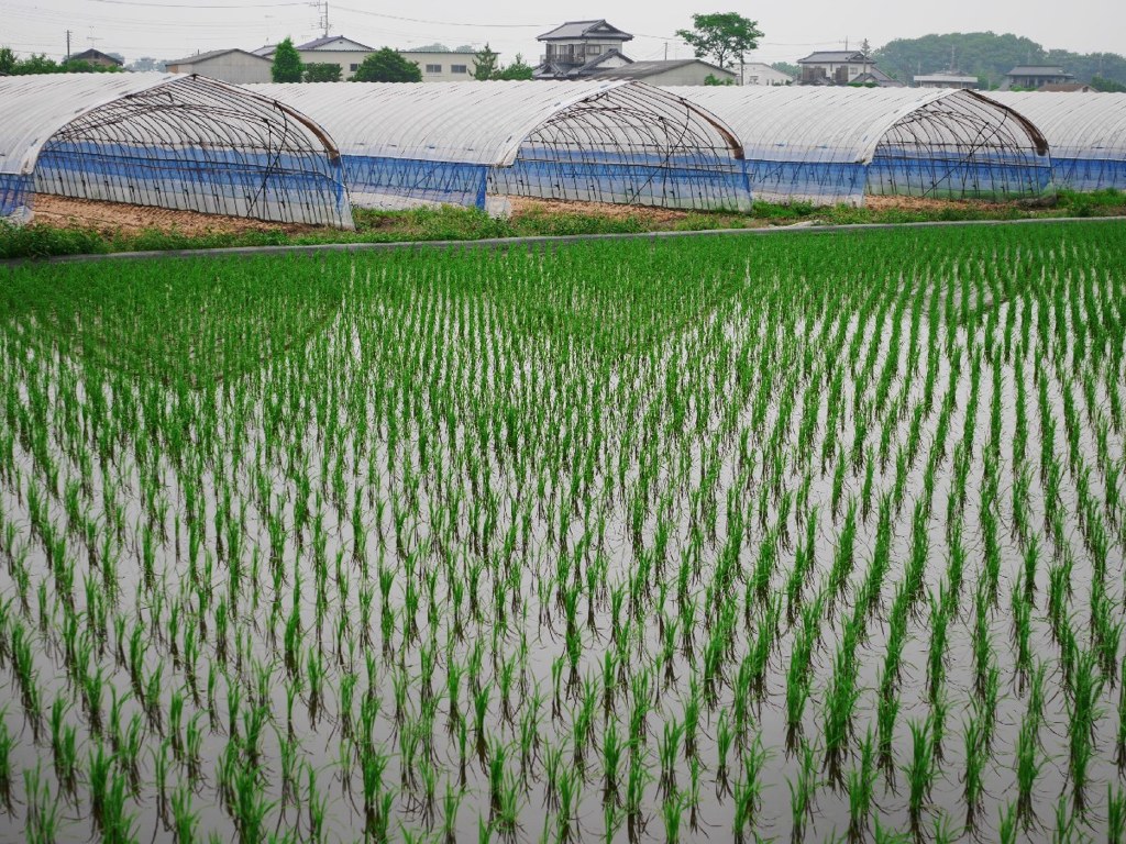 Rice field and greenhouse 