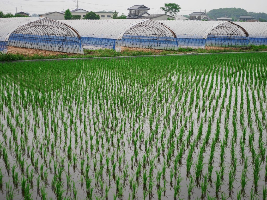 Rice field and greenhouse 