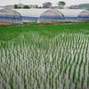 Rice field and greenhouse 