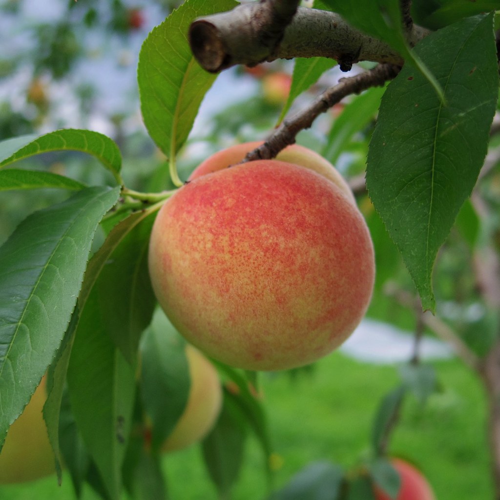 Temps de Peach