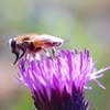 Cirsium and Bee (test shot of Velvet56)
