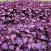 Field of SHISO-herb (Japanese basil)