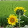 Sunflower and rice-field