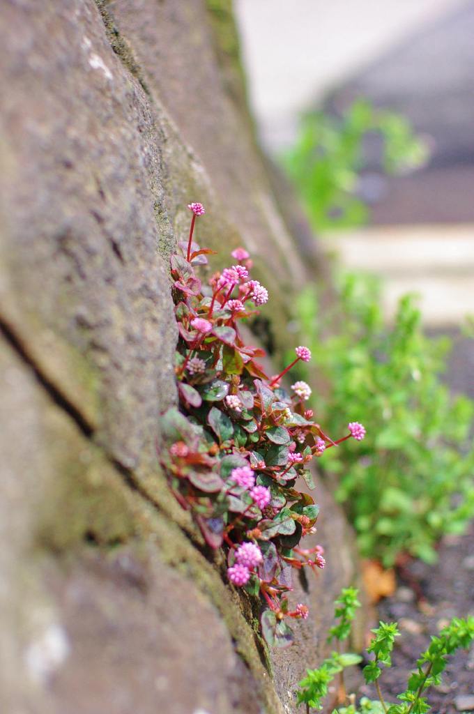 Flower on stone wall