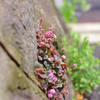 Flower on stone wall