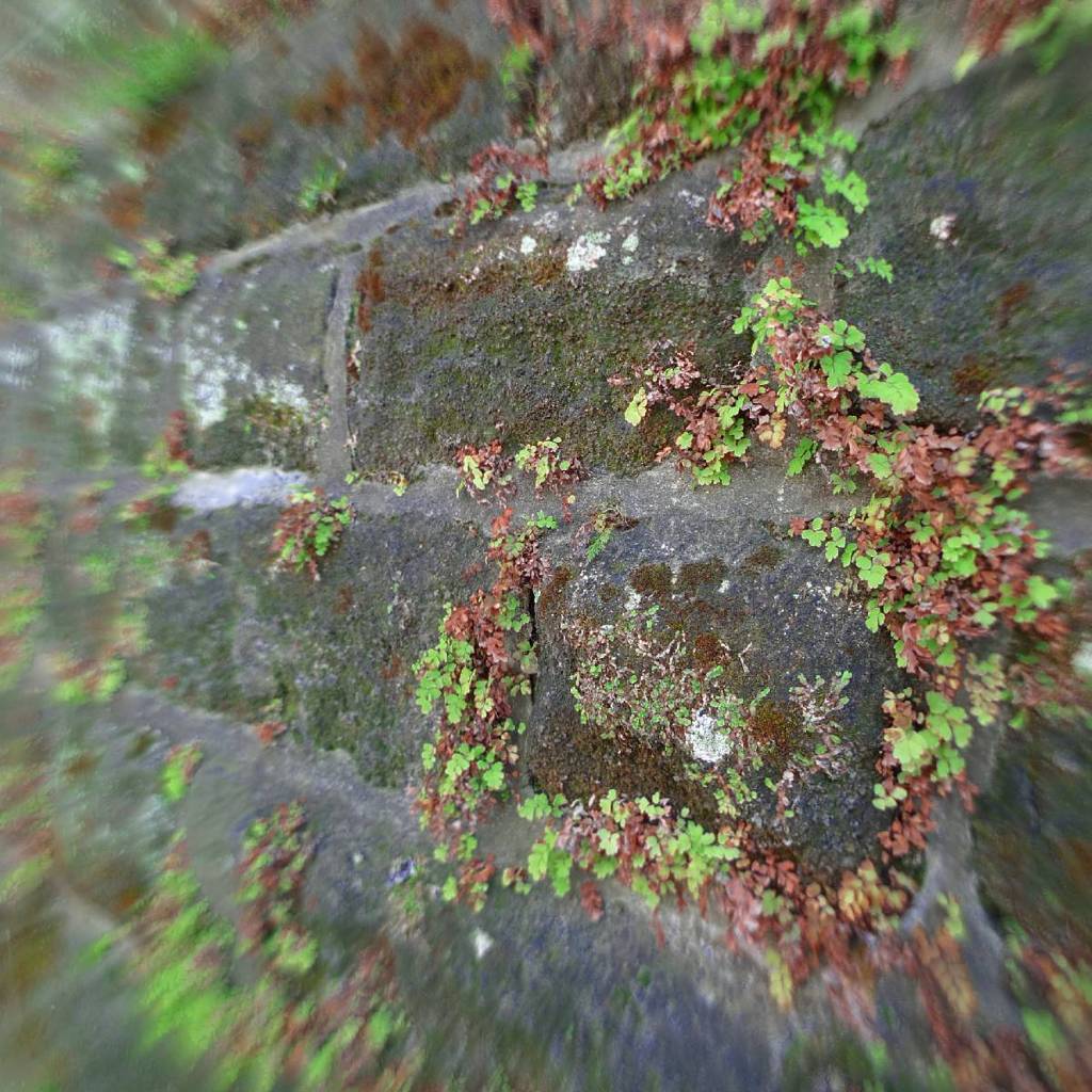 Moss on stone wall
