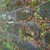 Moss on stone wall
