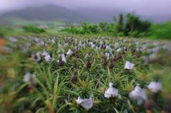 Field of Pineapple