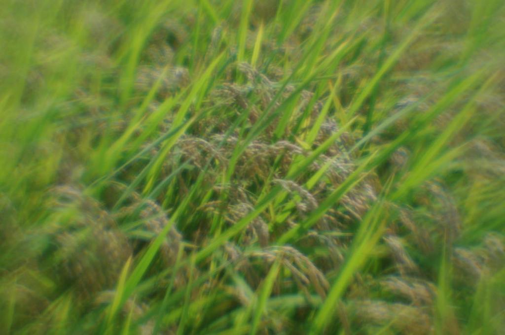 収穫間近の水田 (lensbaby, plastic-optic)