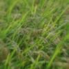 収穫間近の水田 (lensbaby, plastic-optic)