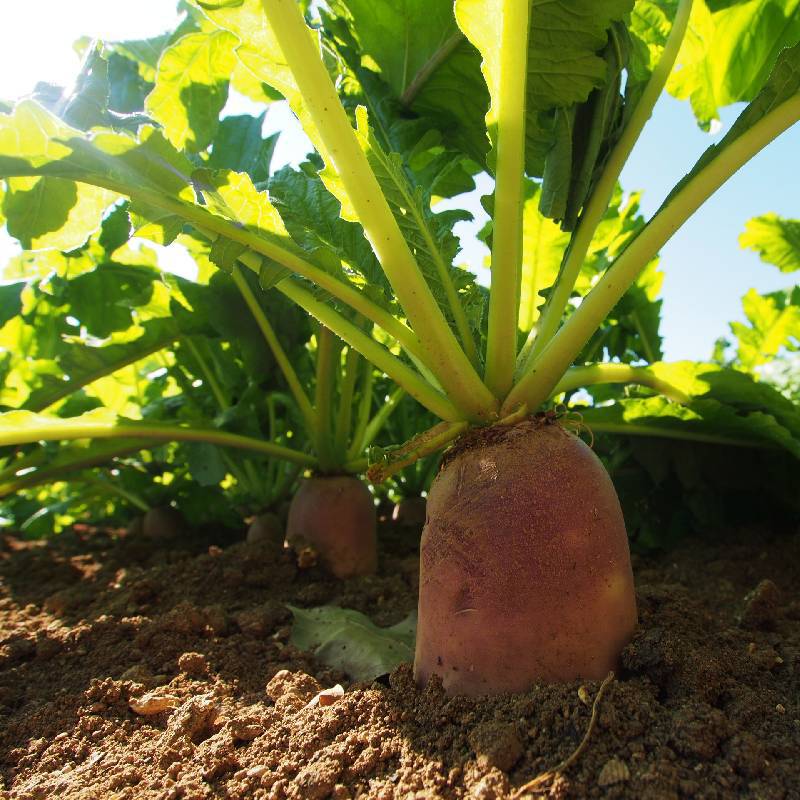 Red radish