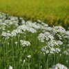 White flower beside rice field 