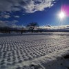 Snow blanket over rice field