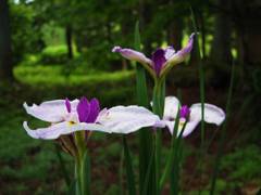 Iris among Japanese cedars