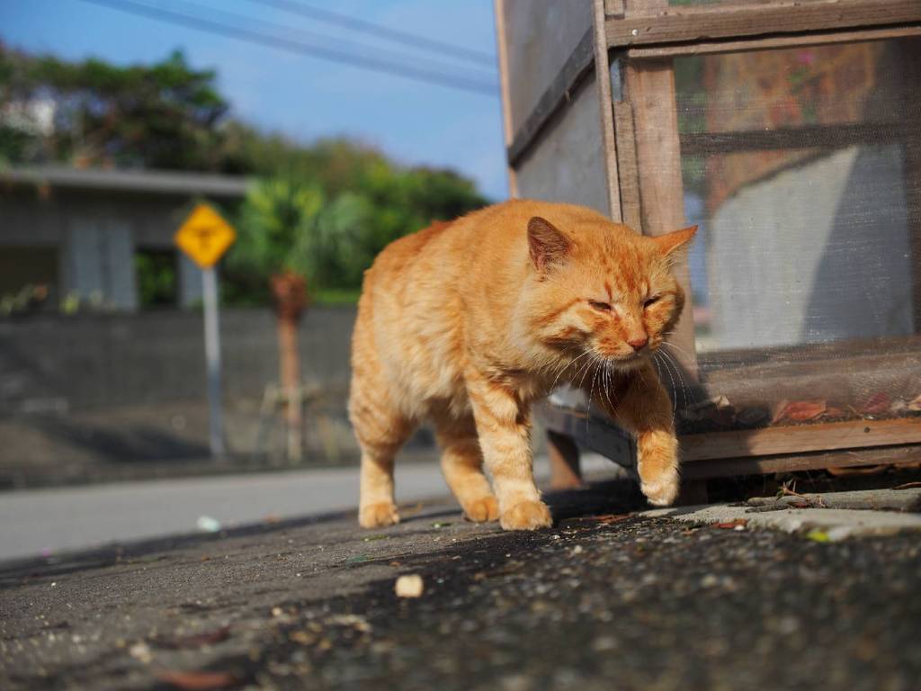 ボス猫の巡回中？(Patraol?)