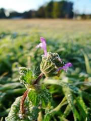 Frosted flower (6)