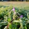 Frosted flower (6)