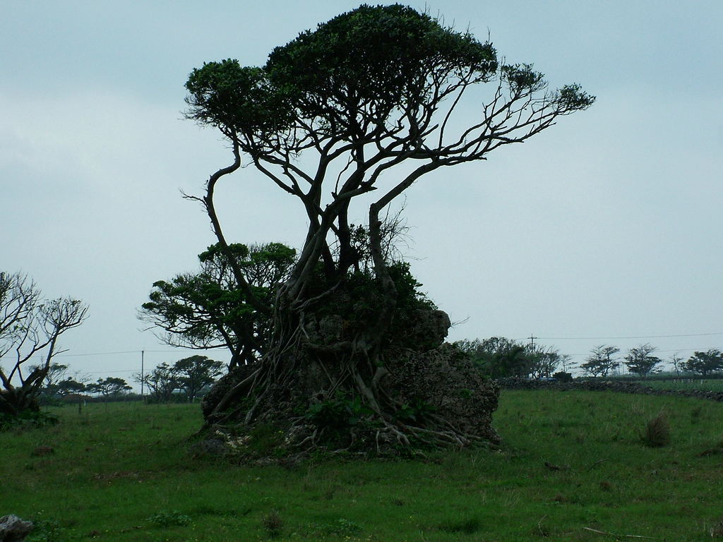 津波石を覆って生える木