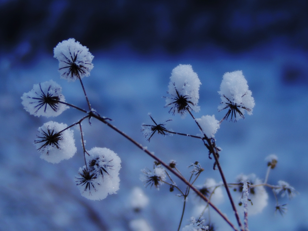 Snowed in morning