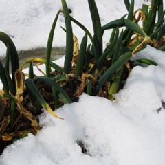Snow breaking onion 