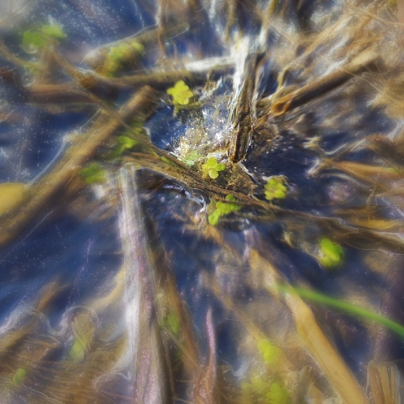 Sprout through ice