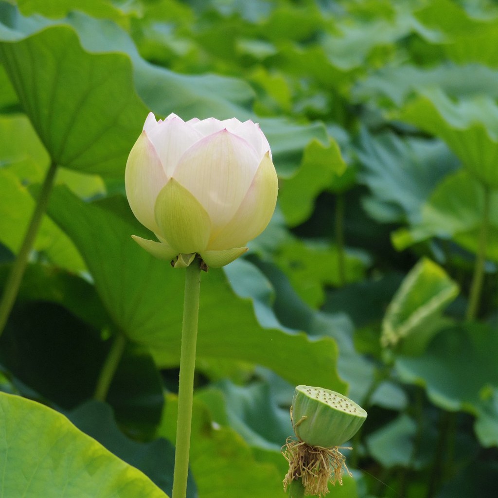 Lotus flower, KASUMIGAURA lake