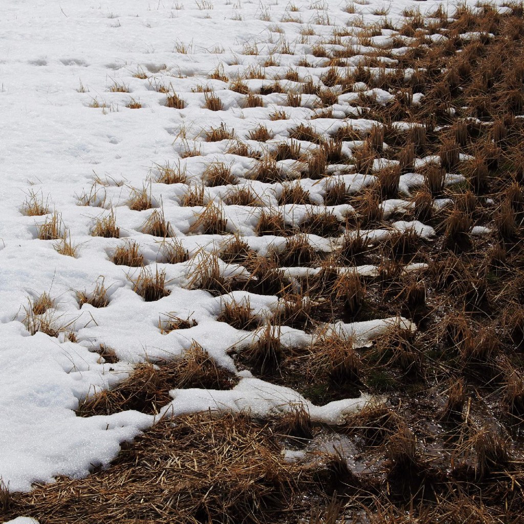 Melting snow toward next season