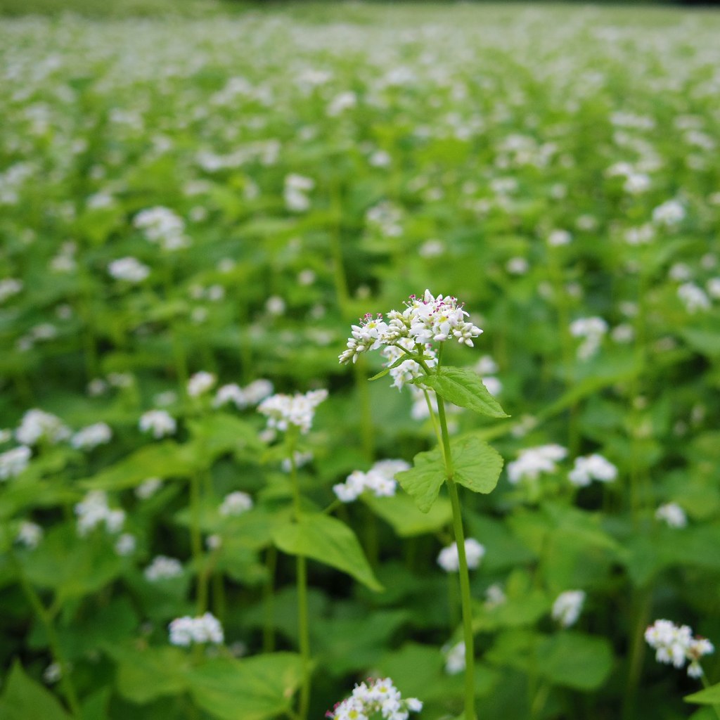 Buckwheat flower 