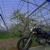 サクランボハウス（の骨組み ＋ HONDA Phantom 200）