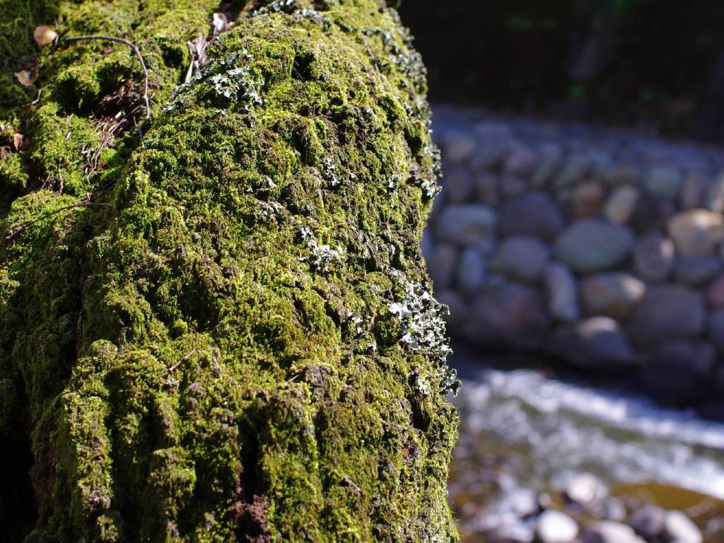Moss of riverside