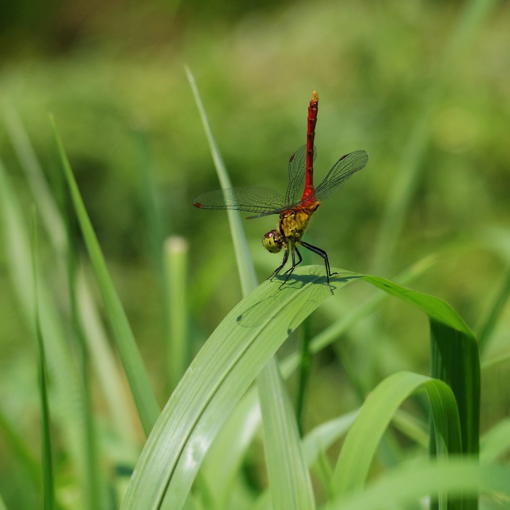 Dragonfly rouge