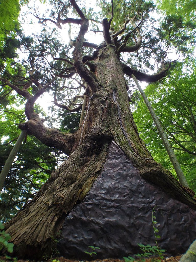 Cedar tree of longevity (木幡の大杉)