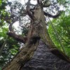Cedar tree of longevity (木幡の大杉)