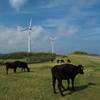 風車と黒牛 (Wind generator and beef cuttle)