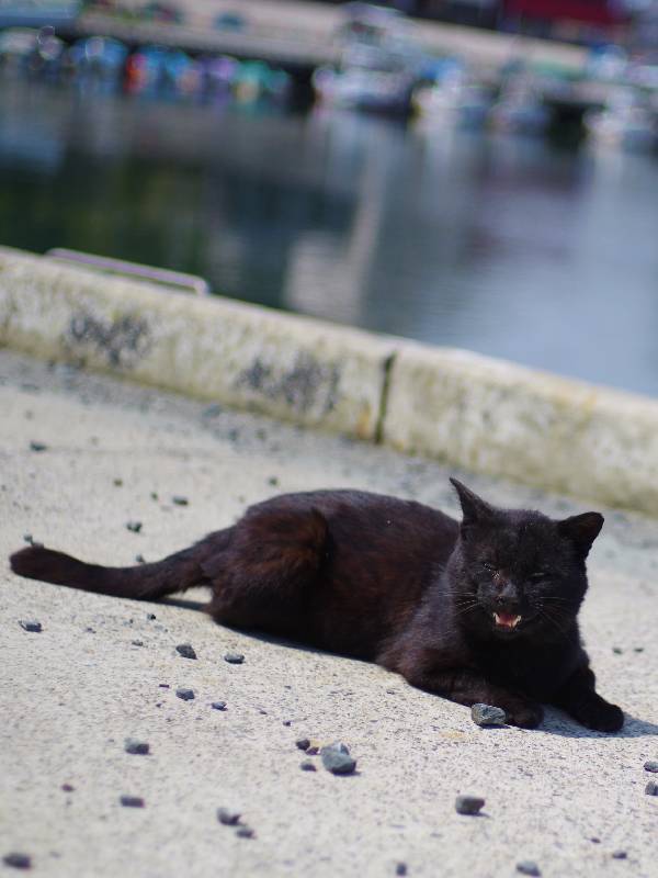 Cat in HIRAGATA fishery port(平潟漁港にて)