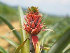 Flower of Pineapple (Ananas)