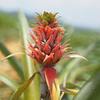Flower of Pineapple (Ananas)