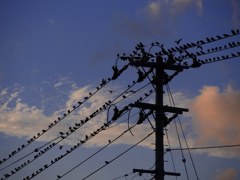 Birds on wire 